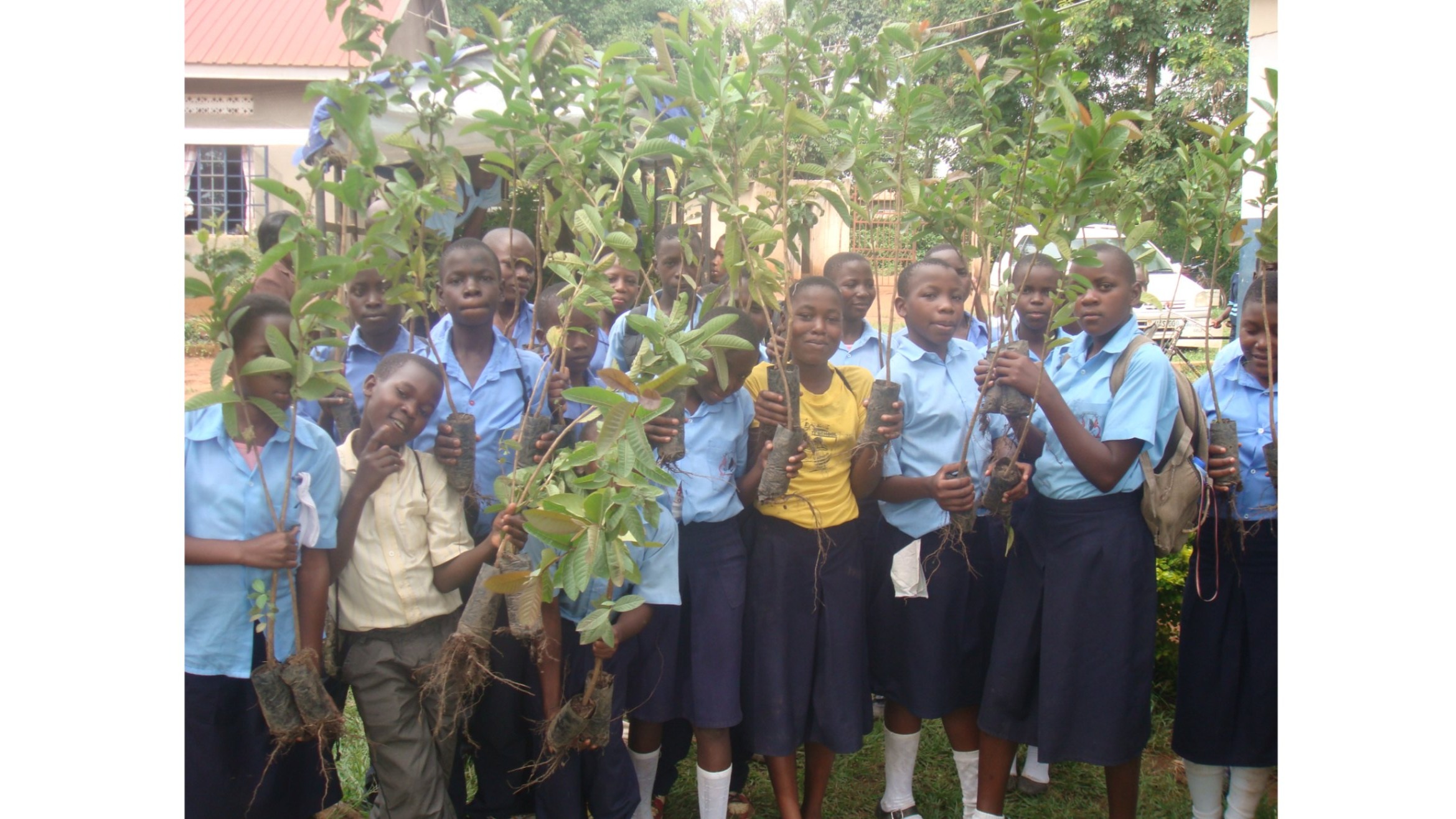 TREE PLANTING Climate Connect