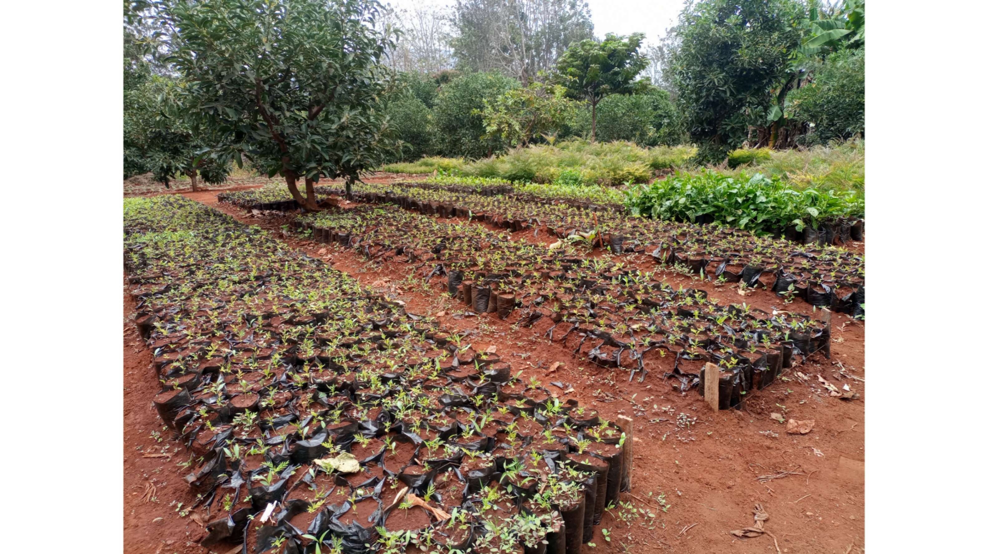 UNESCO club tree planting Climate Connect